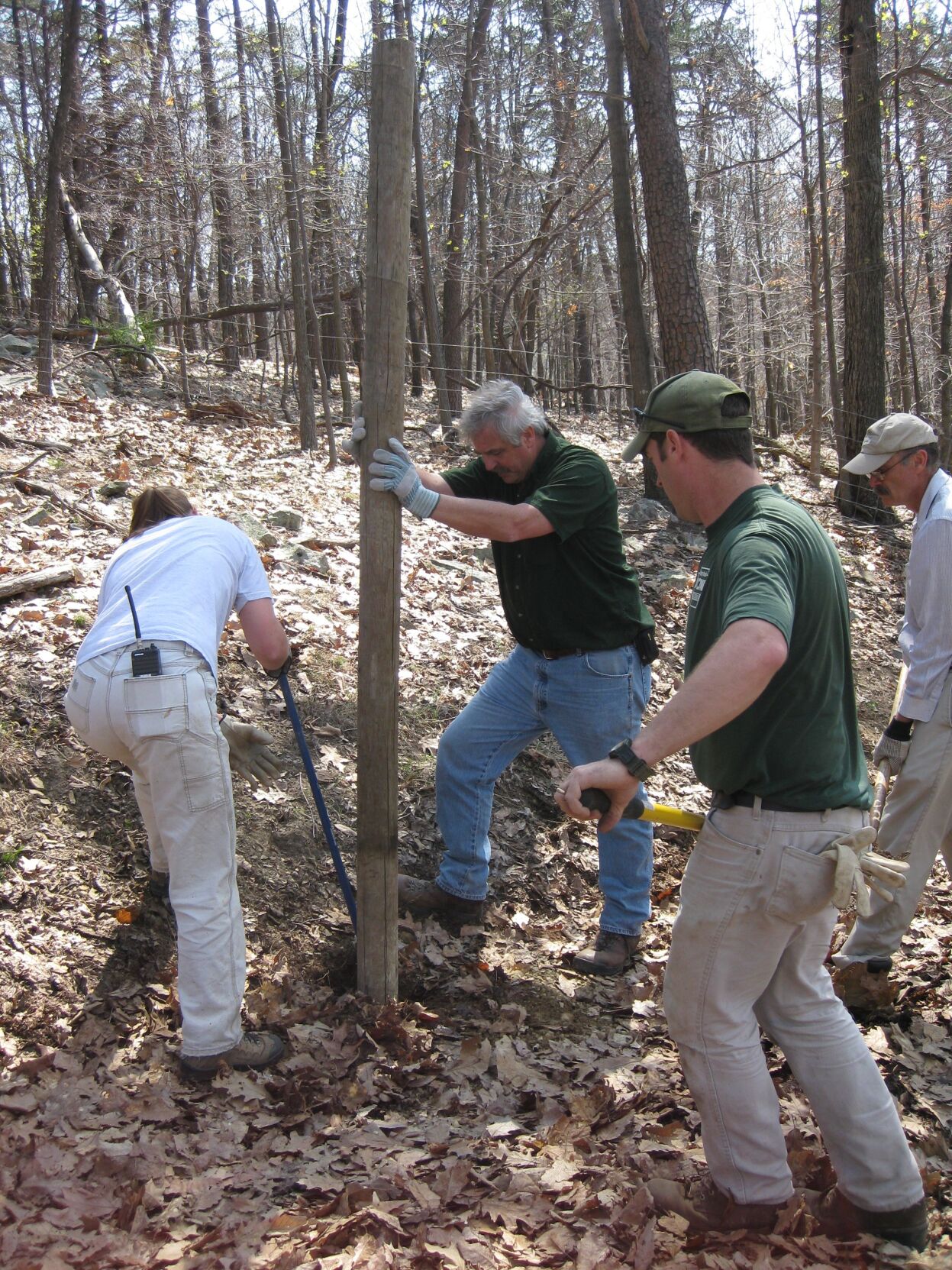 Erecting a deer fence